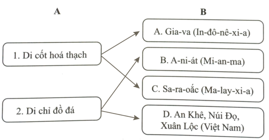 Hãy nối các dấu tích Người tối cổ ở Đông Nam Á ở cột A tương ứng với địa điểm tìm thấy ở cột B. (ảnh 1)