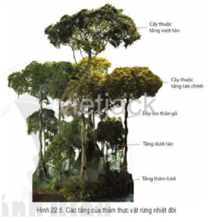 Quan sát hình 22.5, hãy mô tả cấu trúc của rừng nhiệt đới? (ảnh 1)