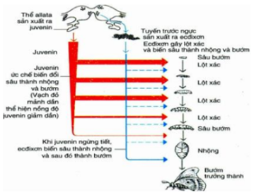 Trong quá trình biến thái của côn trùng, hormone juvenin có tác động vào giai (ảnh 1)