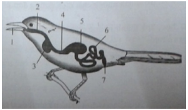 Phương án chú thích đúng cho các bộ phận ống tiêu hóa của chim là: (ảnh 1)