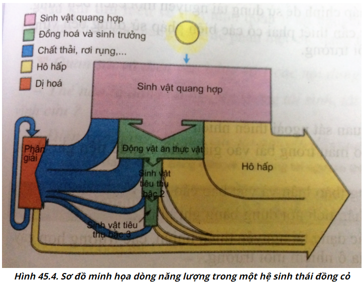 Hãy mô tả lại dòng năng lượng trong hệ sinh thái được minh hoạ trong hình 45.4 (ảnh 1)