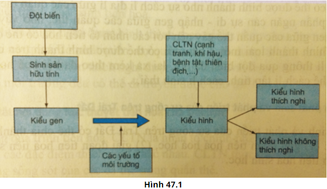 Giải thích sơ đồ (hình 47.1) bằng cách điền các từ thích hợp vào bên cạnh (ảnh 1)