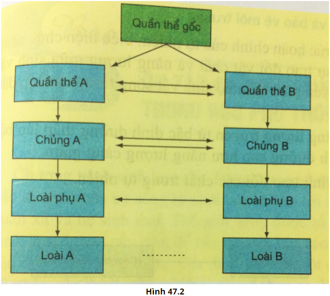 Giải thích sơ đồ (hình 47.2). Từ một quần thể ban đầu do có cơ chế cách li (ảnh 1)