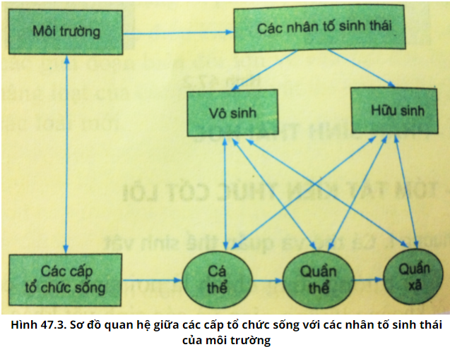 Hãy giải thích các khái niệm đưa ra trong các ô của hình 47.3, giải thích sơ đồ theo (ảnh 1)