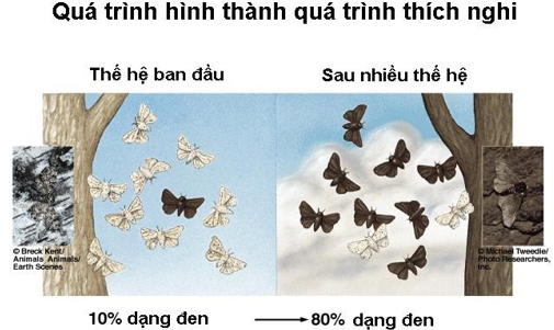 Hãy sưu tập các hình ảnh về các đặc điểm thích nghi và giải thích đặc điểm đó (ảnh 1)