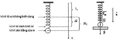 Một lò xo nhẹ có độ cứng 100 N/m, đầu trên gắn cố định A. 1,5 cm (ảnh 1)