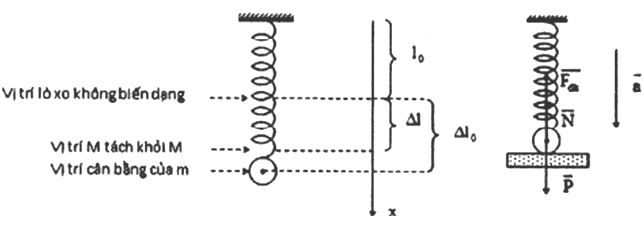 Một con lắc lò xo thẳng đứng gồm một vật nặng A. 4,0 cm (ảnh 1)