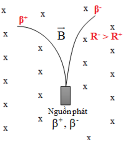 Vết của các hạt beta+ và beta- phát ra từ nguồn N A. động năng của (ảnh 2)