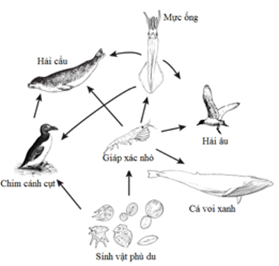 Hình bên mô tả một lưới thức ăn đơn giản tại một vùng biển. Khi (ảnh 1)