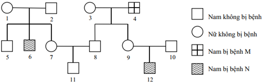 Phả hệ ở hình bên mô tả sự di truyền của bệnh M và bệnh N ở (ảnh 1)