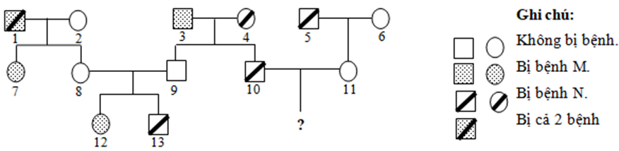Sơ đồ phả hệ dưới đây mô tả sự di truyền của 2 bệnh M (ảnh 1)