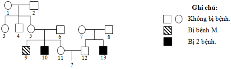 Ở người, bệnh M và bệnh N là hai bệnh do đột biến gen (ảnh 1)