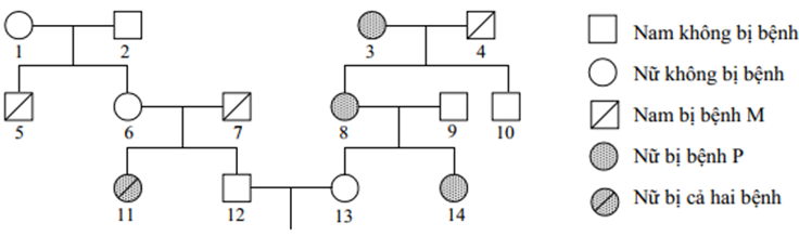Phả hệ ở hình dưới đây mô tả sự di truyền 2 bệnh ở người (ảnh 1)