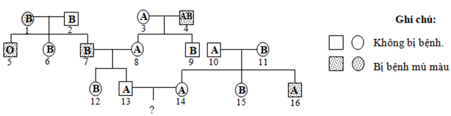 Sơ đồ phả hệ hình bên mô tả sự di truyền 2 tính trạng ở (ảnh 1)