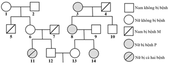 Phả hệ ở hình dưới đây mô tả sự di truyền 2 bệnh ở người A (ảnh 1)