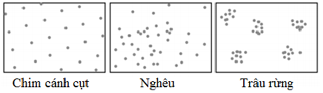 Cho hình mô tả về sự phân bố của các cá thể trong 3 quần thể (ảnh 1)