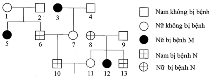 Phả hệ ở hình bên mô tả sự biểu hiện 2 bệnh ở 1 dòng họ (ảnh 1)