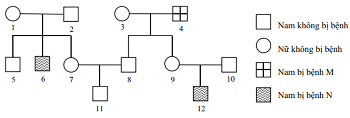 Phả hệ ở hình bên mô tả sự di truyền của bệnh M và bệnh (ảnh 1)