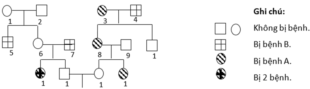 Phả hệ ở hình dưới đây mô tả sự di truyền 2 bệnh ở người A. 2 (ảnh 1)