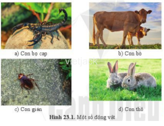 Quan sát hình 23.1, hãy cho biết mỗi động vật đó thuộc nhóm động vật (ảnh 1)