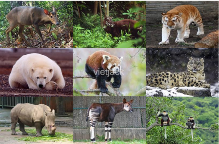 Hãy sưu tầm tranh ảnh về các loài thú quý hiếm và viết khẩu hiệu tuyên (ảnh 1)