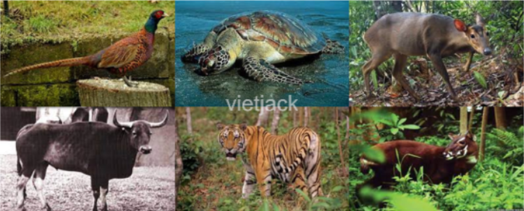Sưu tầm thông tin và tranh ảnh về các loài có nguy cơ bị tuyệt chủng ở Việt Nam như (ảnh 1)