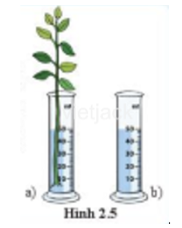 Em hãy sử dụng hai ống đong giống nhau có chia độ (ảnh 1)