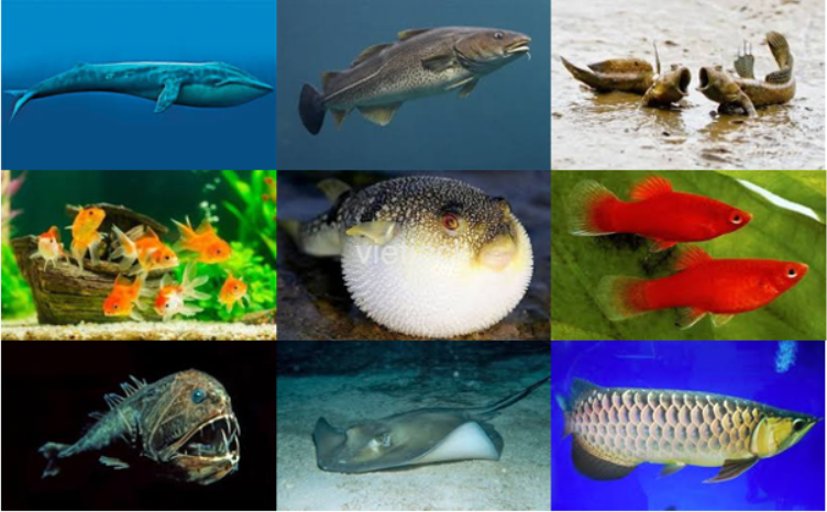  Sưu tầm thông tin và hình ảnh các loài cá để xây dựng bộ sưu tập về cá. (ảnh 1)
