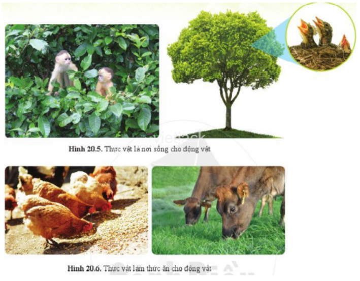 Quan sát hình 20.5, 20.6 và cho biết vai trò của thực vật đối với động vật. (ảnh 1)
