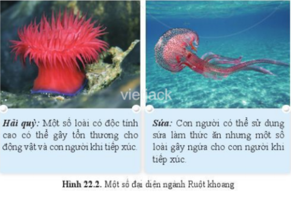 Quan sát hình 22.2 và mô tả hình dạng của hải quỳ, sứa (ảnh 1)