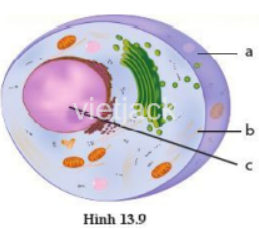 Hình 13.9 là sơ đồ mô tả tế bào thực vật hay tế bào động vật (ảnh 1)