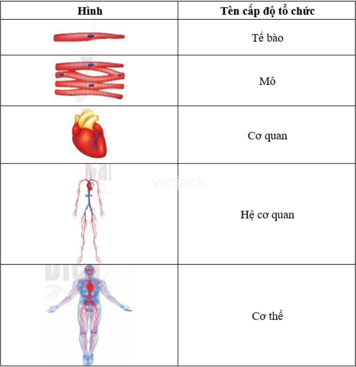  6. Nêu tên các cấp độ tổ chức cấu tạo của cơ thể người có trong hình 13.10 (ảnh 1)