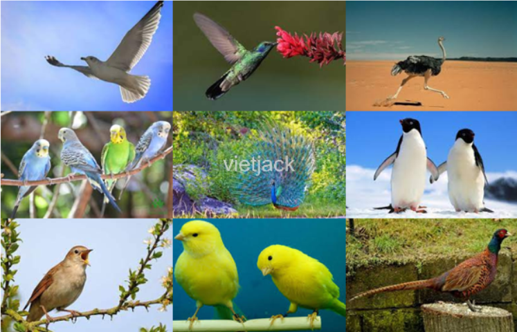 Sưu tầm tranh ảnh về các loài chim và viết lời giới thiệu về bộ sưu tập đó. (ảnh 1)