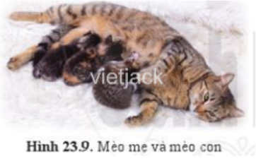 Mèo là động vật thuộc lớp Động vật có vú, em hãy quan sát hình 23.9 và (ảnh 1)