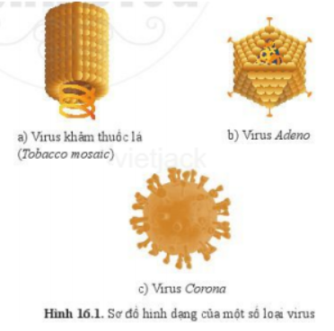 Quan sát hình 16.1 và cho biết hình dạng của các virus (theo bảng 16.1) (ảnh 1)