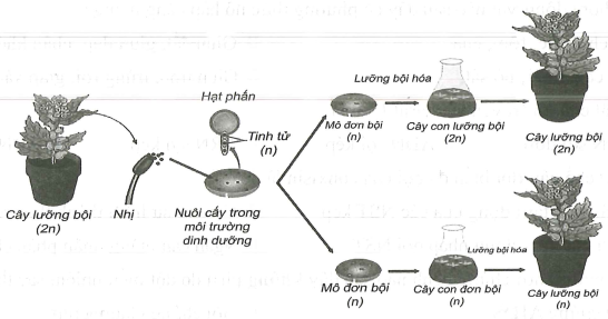 VietJack