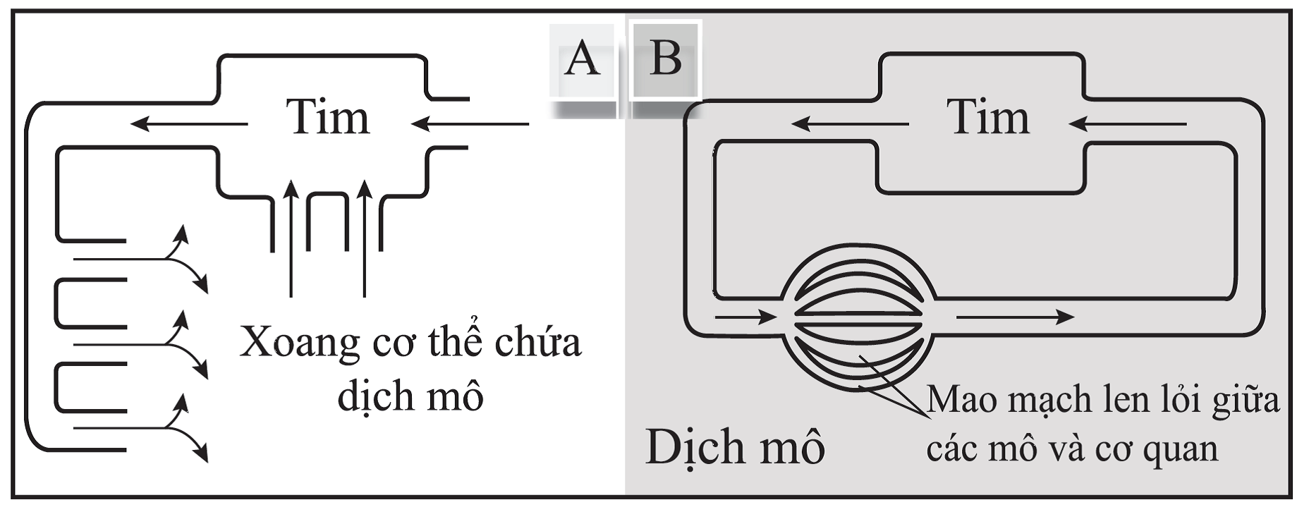 Hình bên mô tả 2 dạng hệ tuần hoàn ở động vật, cho biết phát  (ảnh 1)