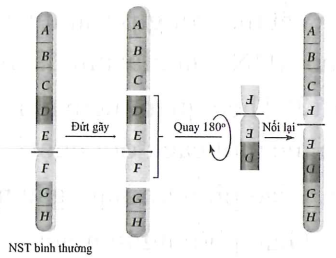 Hình vẽ sau mô tả cơ chế  (ảnh 1)