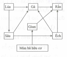 Trong một quần xã, một học sinh xây dựng được lưới thức ăn dưới đây (ảnh 1)