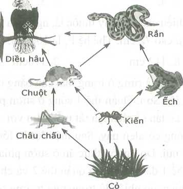 Cho lưới thức ăn đồng cỏ đơn giản như hình bên dưới. Hãy cho biết trong các nhận xét sau, có bao nhiêu nhận xét đúng (ảnh 1)