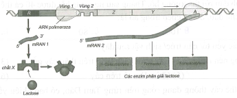 Quan sát hình ảnh sau về cơ chế hoạt động của operon Lạc ở vi khuẩn E. Coli.  (ảnh 1)