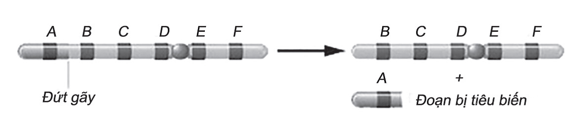 Hình vẽ sau mô tả cơ chế phát sinh dạng đột biến (ảnh 1)