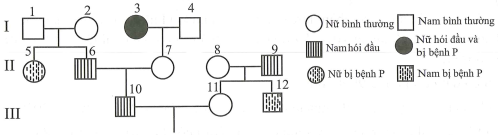 Cho sơ đồ phả hệ sau (ảnh 2)