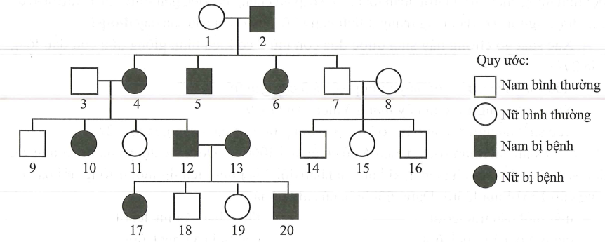 Cho sơ đồ phả hệ sau (ảnh 2)