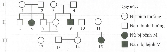 Sơ đồ phả hệ dưới đây mô tả sự di truyền bệnh M ở  (ảnh 1)