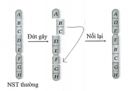 Hình vẽ sau mô tả cơ chế  (ảnh 1)