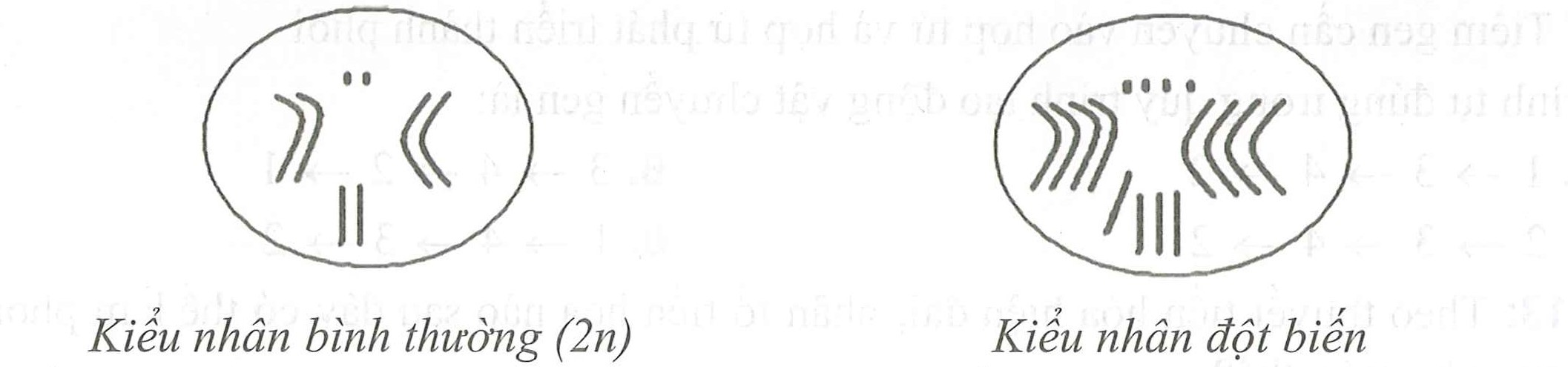 Từ sơ đồ kiểu nhân sau. Hãy cho biết dạng đột biến số lượng  (ảnh 1)