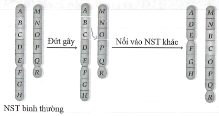 Hình vẽ sau mô tả cơ chế phát sinh dạng đột biến cấu trúc nhiễm sắc thể thuộc dạng (ảnh 1)