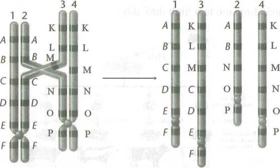 Hình vẽ sau mô tả cơ chế phát sinh dạng đột biến cấu trúc nhiễm sắc thể thuộc dạng (ảnh 1)