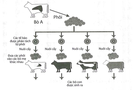 Một kỹ thuật được mô tả ở hình dưới đây (ảnh 1)